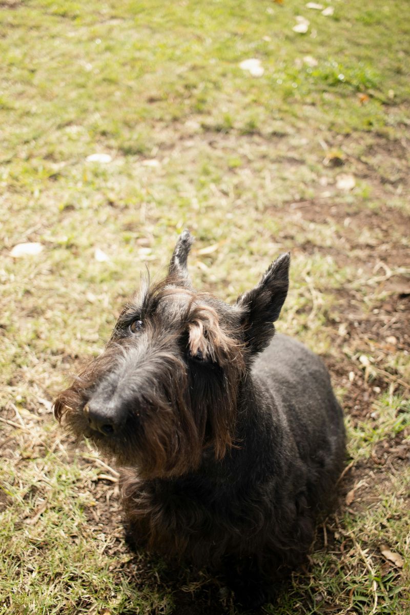 14 Dog Breeds Known for Being the Least Obedient 9 Scottish Terrier