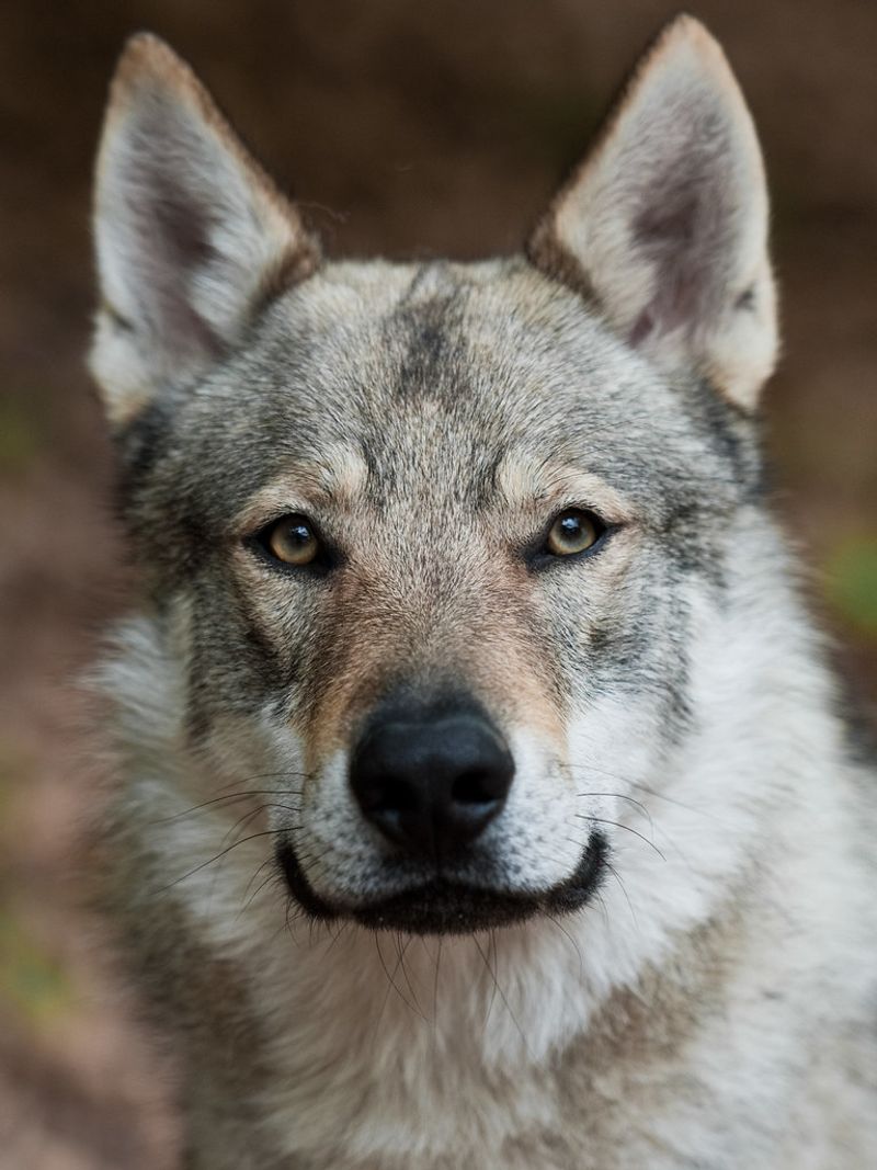 Czechoslovakian Wolfdog