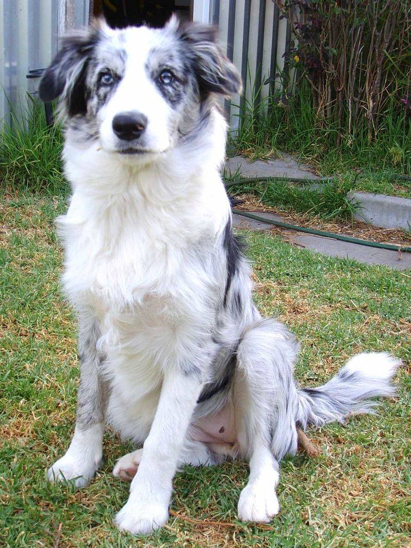 Border Collie