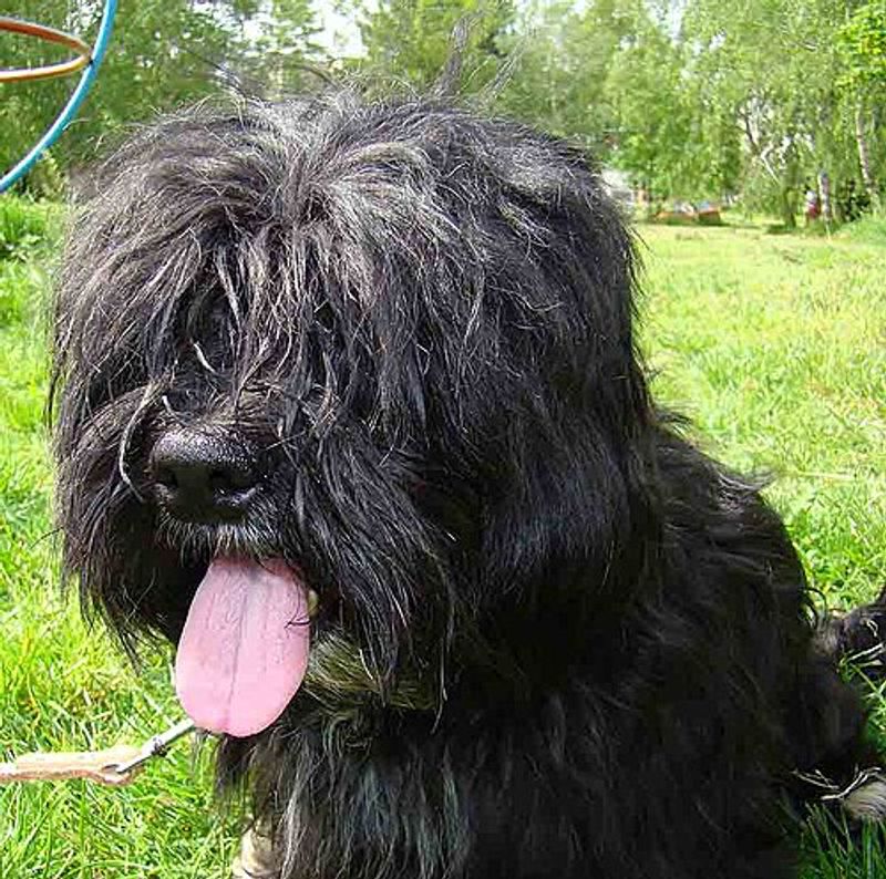 Havanese
