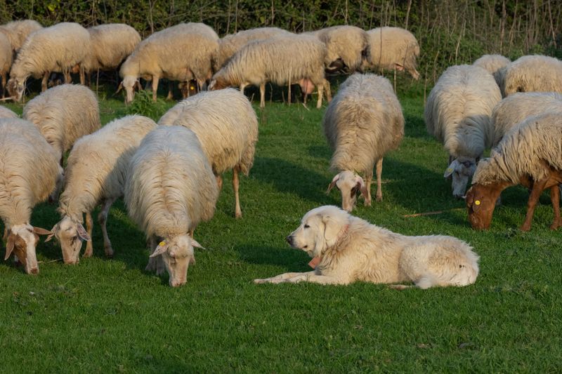 If your dog follows you into every room, here's what they're really practicing 6 Doing the Job They Were Bred For