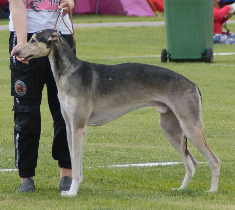 Polish Greyhound (Chart Polski)