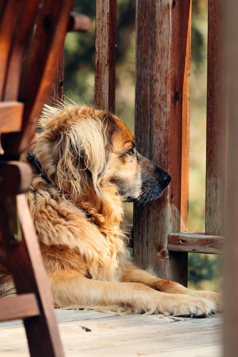 Where Outdoor Dogs Prefer to Sleep: 19 Safe and Cozy Options 2 On a Covered Porch