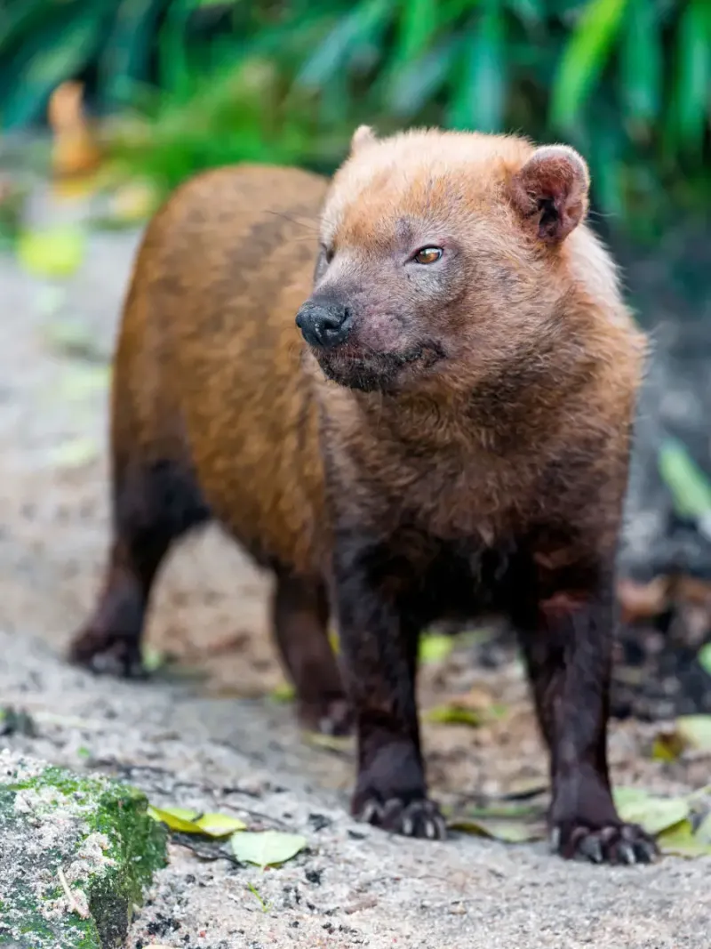 Bush Dog