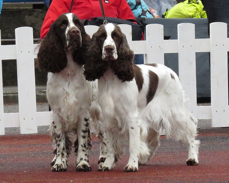 Some dogs avoid every puddle - These 11 breeds on the other end seem determined to find the deepest one 6 English Springer Spaniel