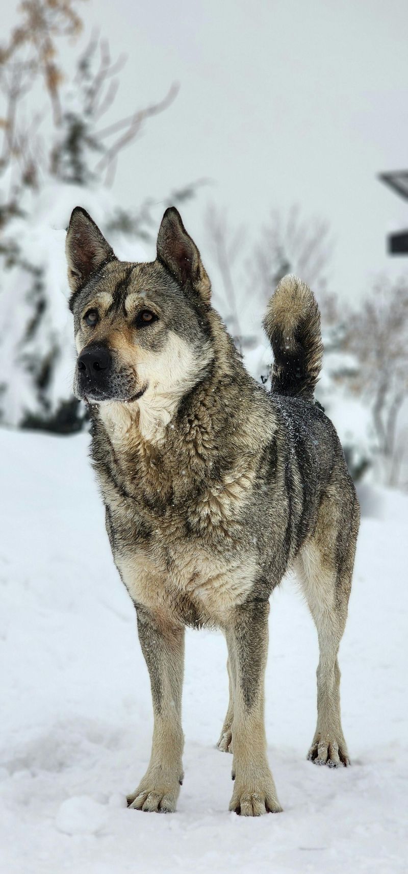 11 rugged dog breeds that still carry the mentality of life in harsh terrain 7 Norwegian Elkhound