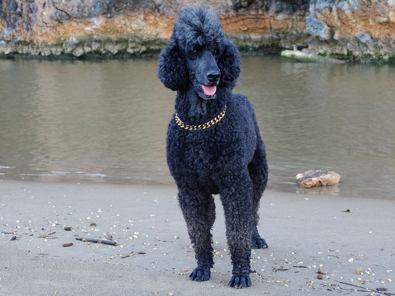 Some dog breeds don't need a perfect routine - they simply adapt and move forward 4 Standard Poodle