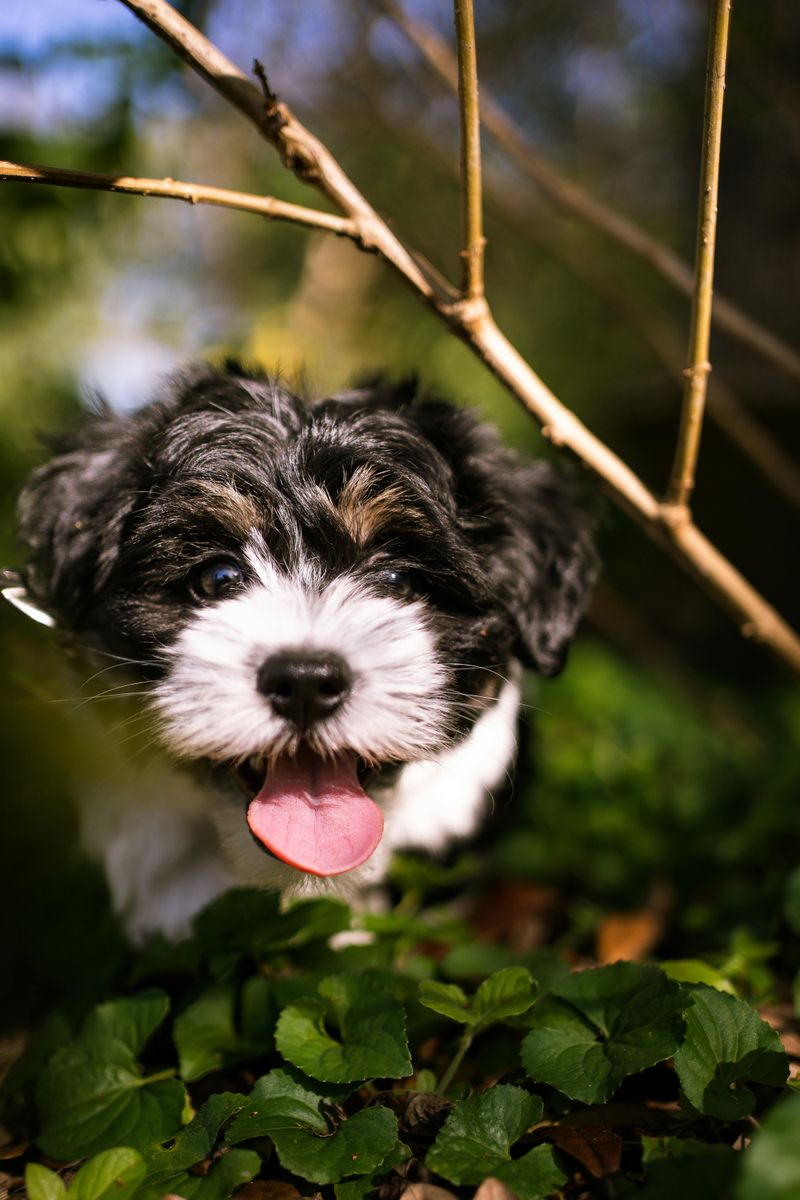 18 dog breeds that become clingy when they sense you are stressed 9 Havanese