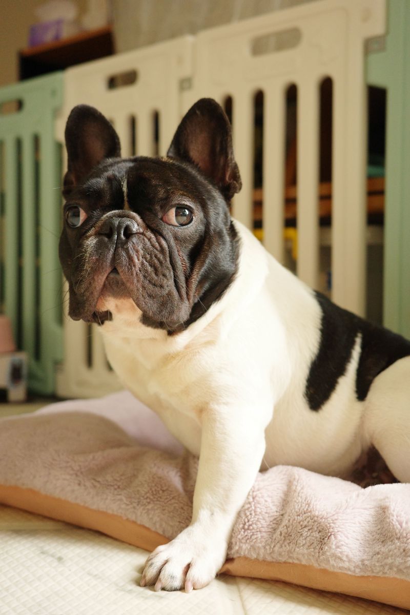 Not every easy dog fits every home – These 10 prove why, plus 4 outstanding alternatives 6 French Bulldog