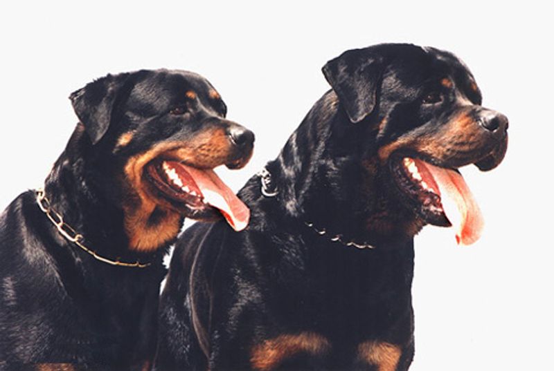 11 dog breeds that form powerful human bonds - plus 3 that may be happier around fellow dogs 11 Rottweiler