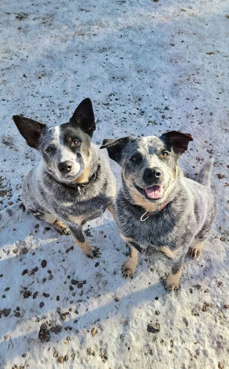 Australian Cattle Dog