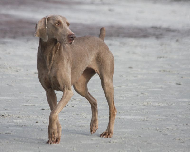 Weimaraner