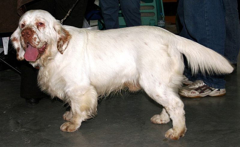 12 dog breeds that keep barking to a minimum while bringing maximum joy 13 Clumber Spaniel