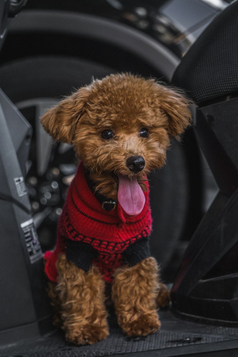 10 dog breeds that are surprisingly picky about food - plus 3 that often change preferences over time 11 Toy Poodle