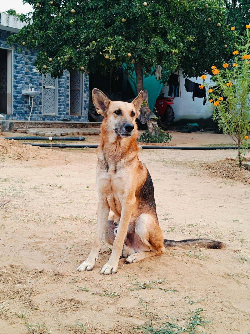 16 dog breeds that tend to show up disproportionately in professional training and working roles 3 German Shepherd