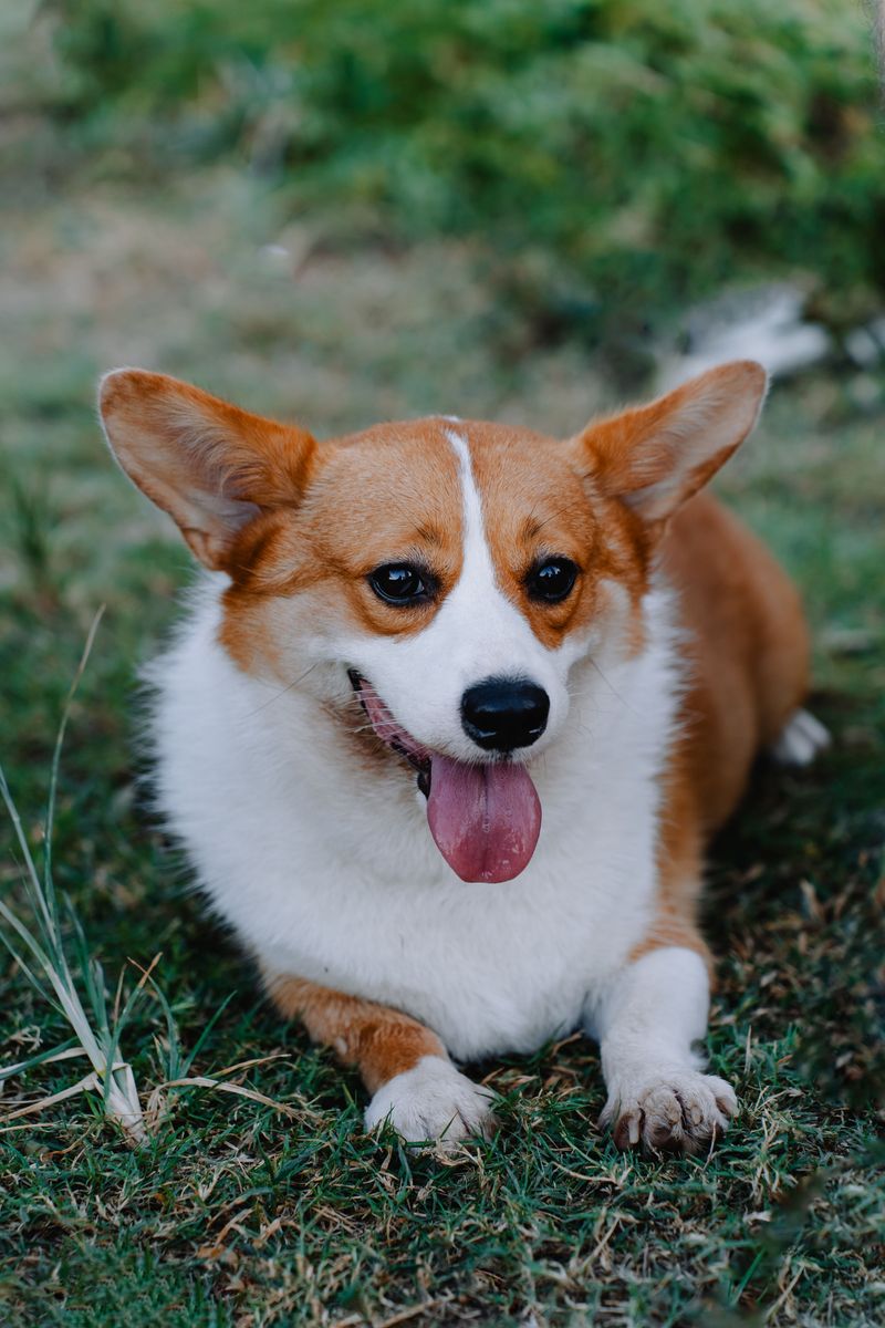 Think every family dog bonds the same way? These breeds can make the relationship feel much deeper 11 Pembroke Welsh Corgi