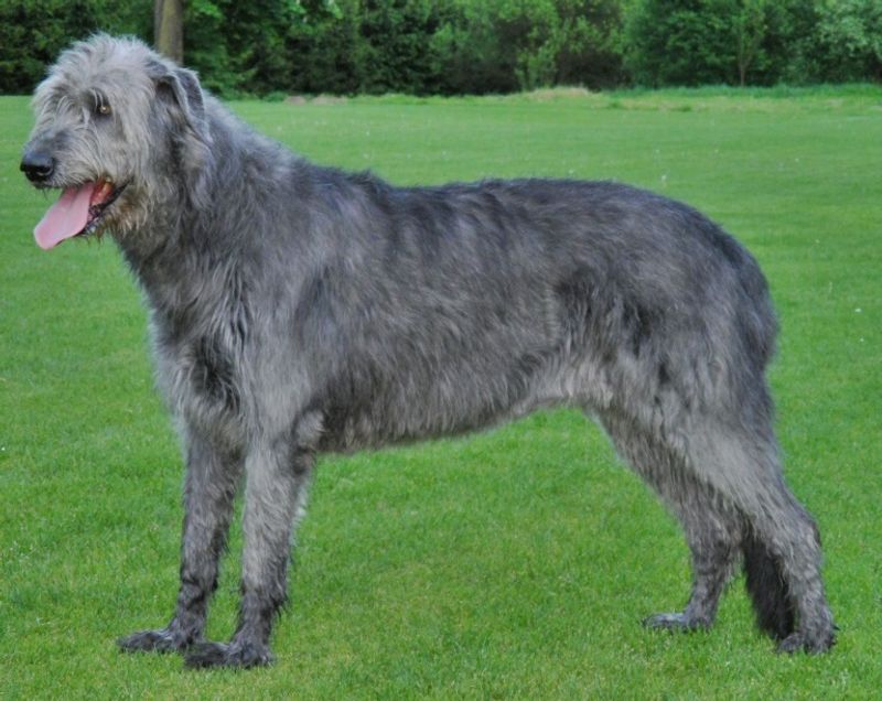 If peaceful days sound better than nonstop activity, these dog breeds deserve a closer look 13 Irish Wolfhound