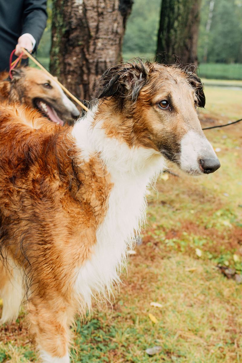 Some dogs climb into your lap - These 10 breeds may prefer loving you from across the room 11 Borzoi