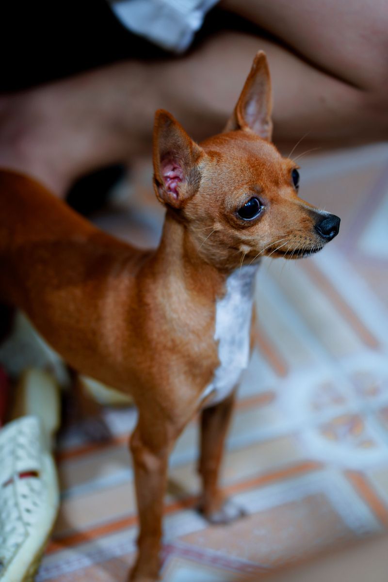 Chihuahua