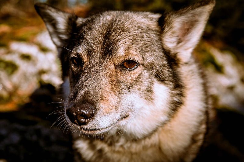 27 Dog Breeds That Closely Resemble Wolves in Looks and Temperament 17 Swedish Vallhund