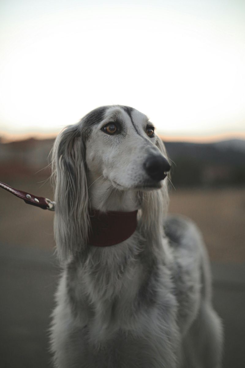 16 dog breeds that love you deeply without acting clingy 14 Saluki