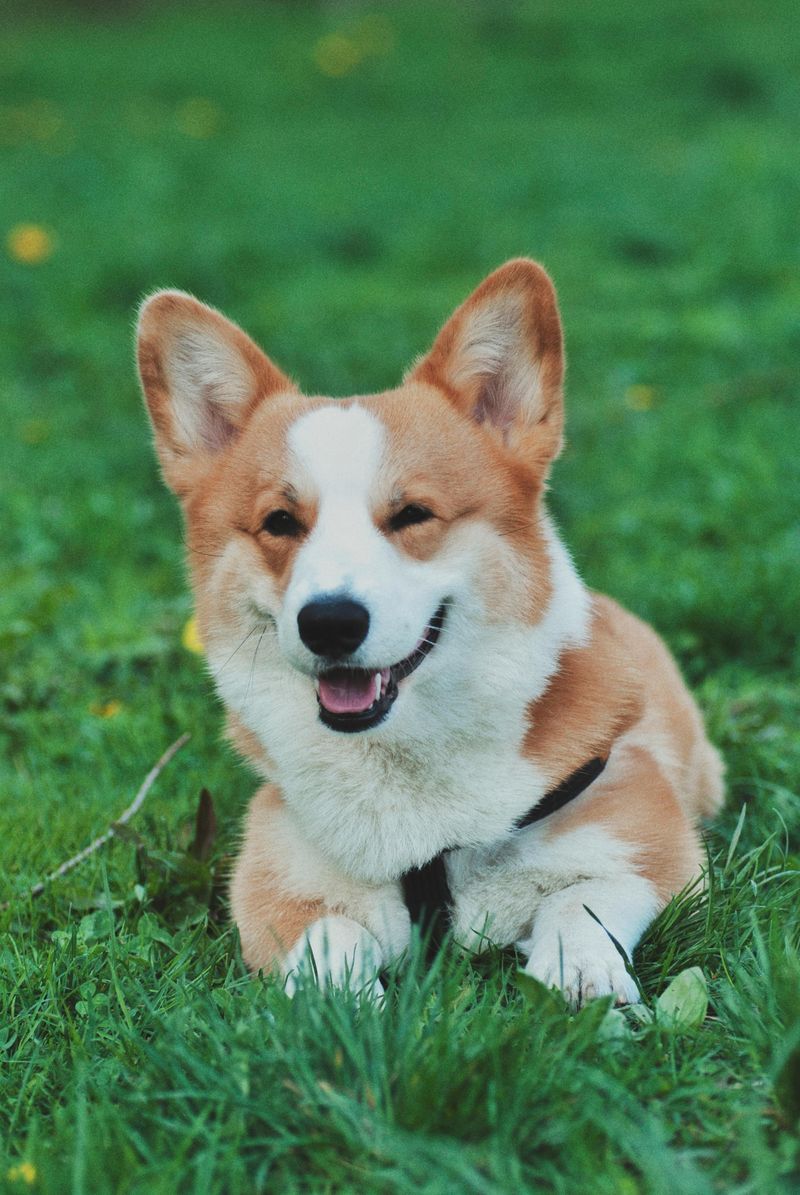 Pembroke Welsh Corgi