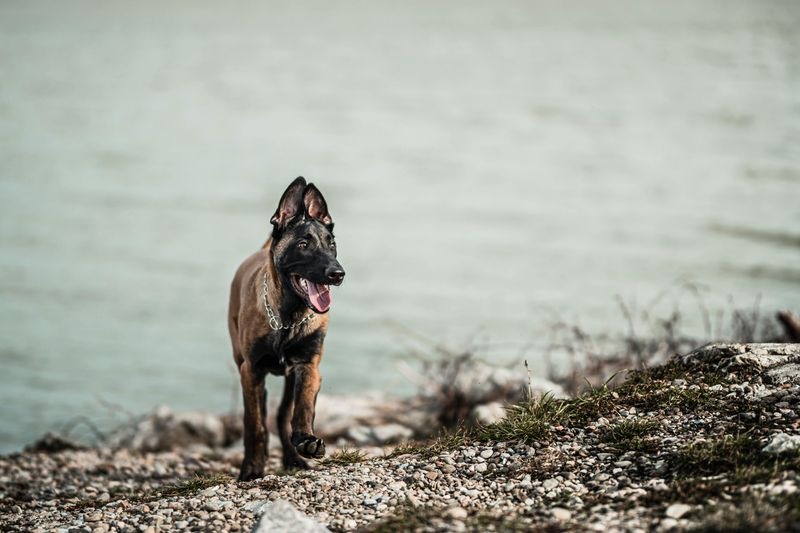 12 dog breeds owners should think carefully about before adding other pets 9 Belgian Malinois