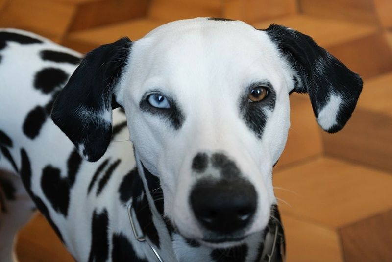 25 Strong-Willed Dog Breeds That Challenge Even Seasoned Owners 4 Dalmatian