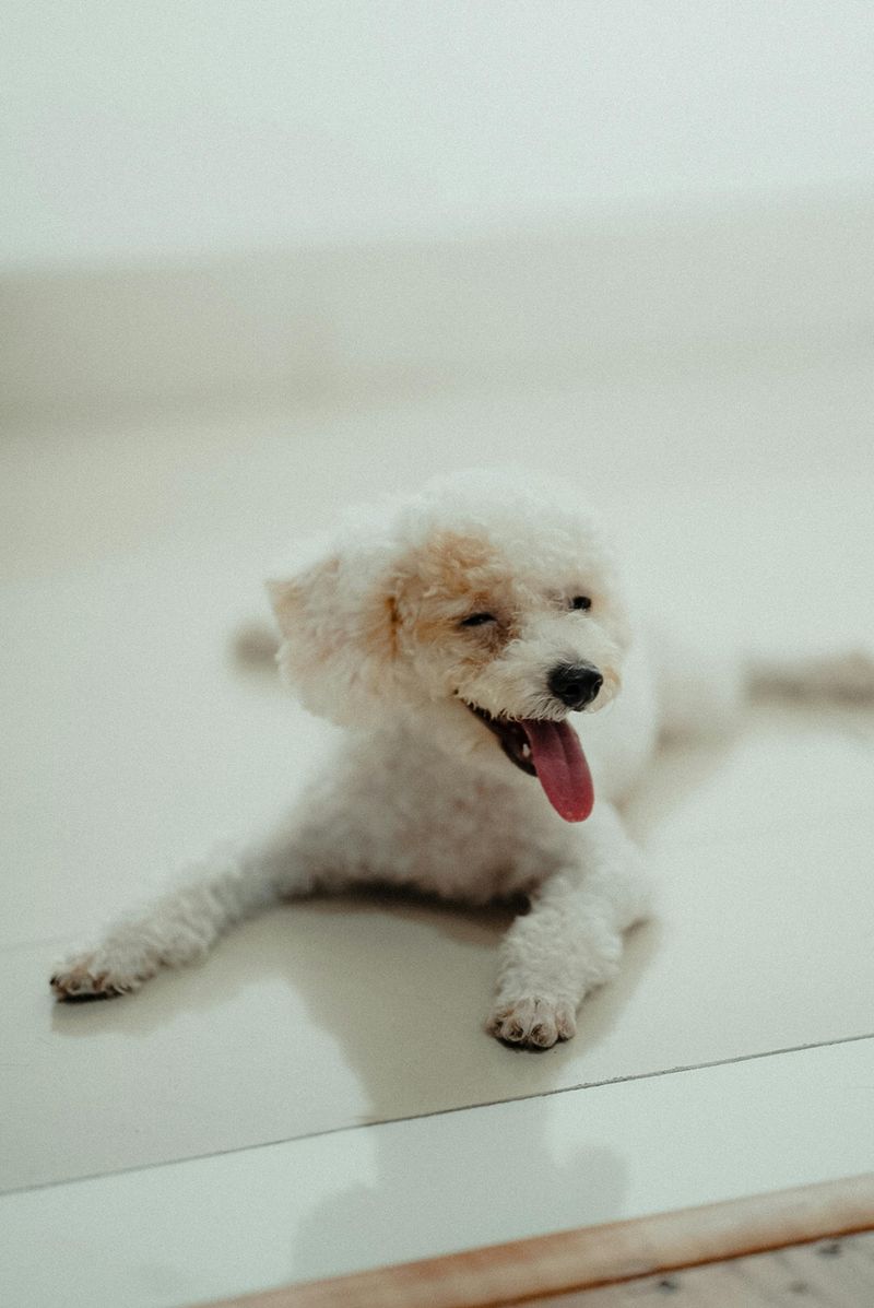 13 Dog Breeds That Handle Schedule Changes Poorly And How To Prepare Them 6 Poodle