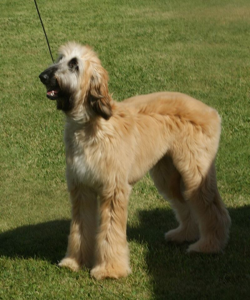 These 10 reeds that can make off-leash freedom a much bigger gamble than owners expect 9 Afghan Hound