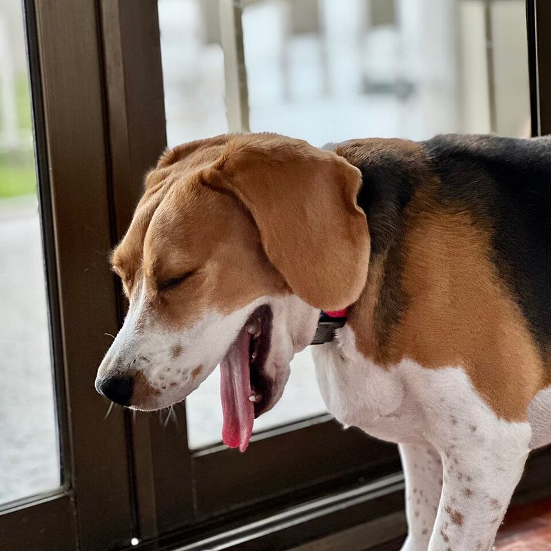Beagle