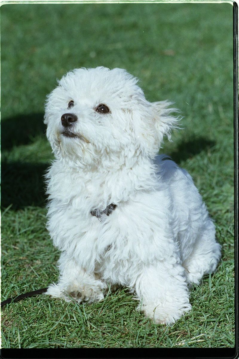 Human closeness isn't optional for these 10 deeply social dog breeds 6 Havanese
