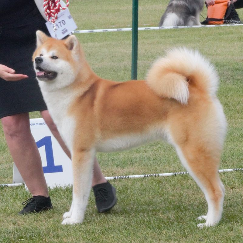 Akita