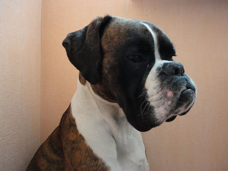 These 13 medium-sized dogs can handle family chaos all day and still settle beautifully at night 13 Boxer