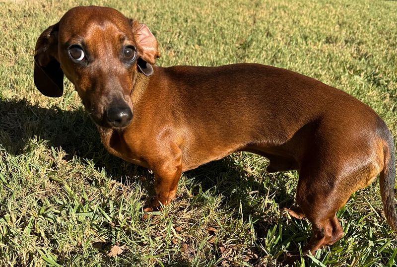 These 10 dog breeds don't bond with everyone - but when they do, it's extraordinary 10 Dachshund