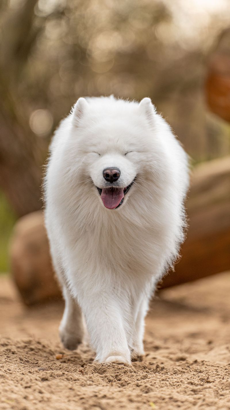 How much would you pay for a puppy? These breeds can push that answer surprisingly high 6 Samoyed