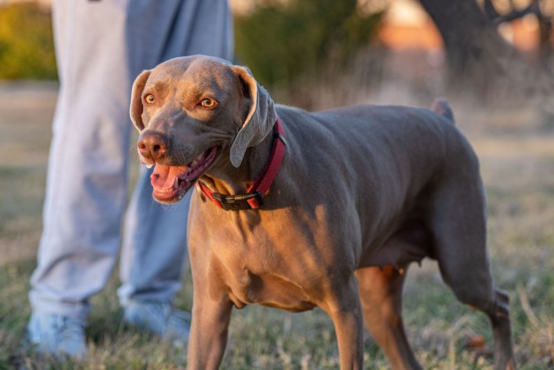 10 dog breeds that care more about daily activity than yard size - plus 3 surprisingly adaptable companions 6 Weimaraner