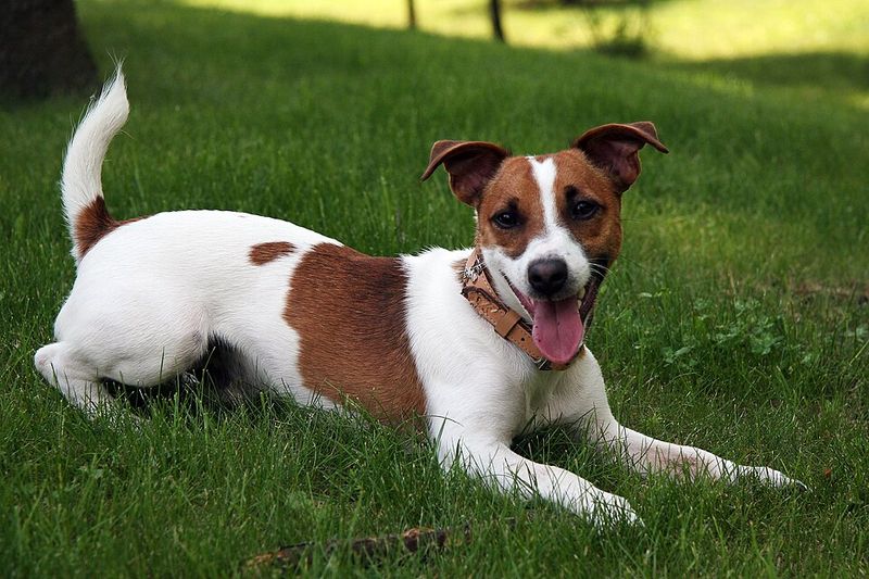 They may be closer to the floor - but these dog breeds are never short on personality 13 Jack Russell Terrier