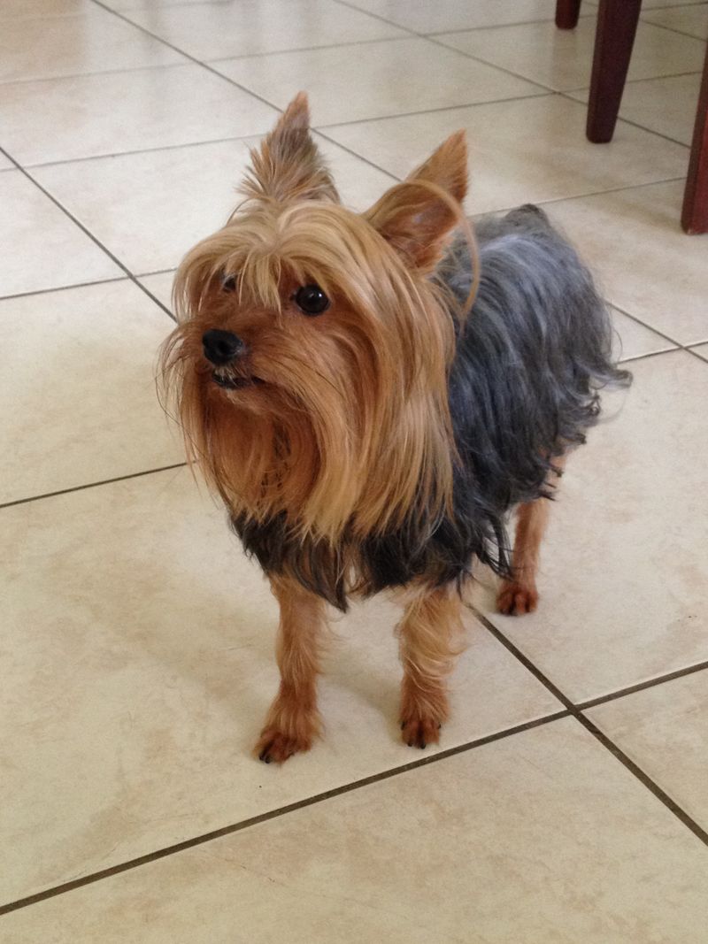 28 Small Dog Breeds Well-Suited for Apartment Living 22 Silky Terrier