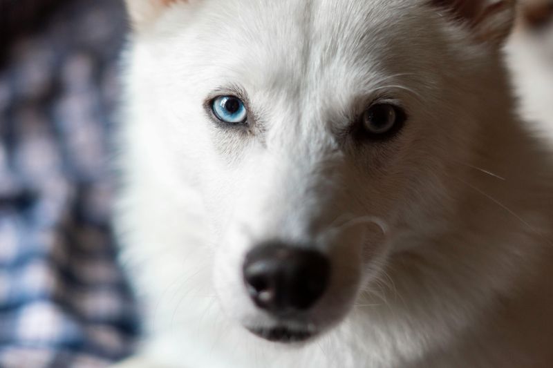 American White Shepherd