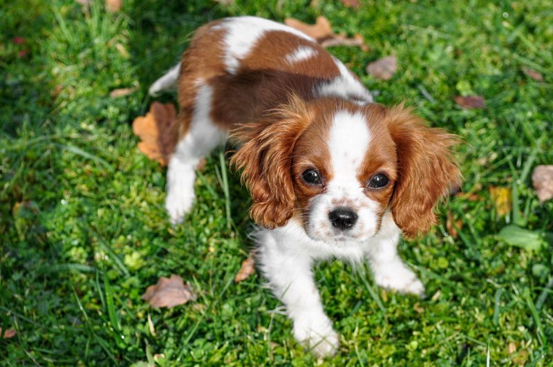 These sleepy dog breeds know how to enjoy downtime - But not every dog got that memo 7 Cavalier King Charles Spaniel: The Snuggle Expert