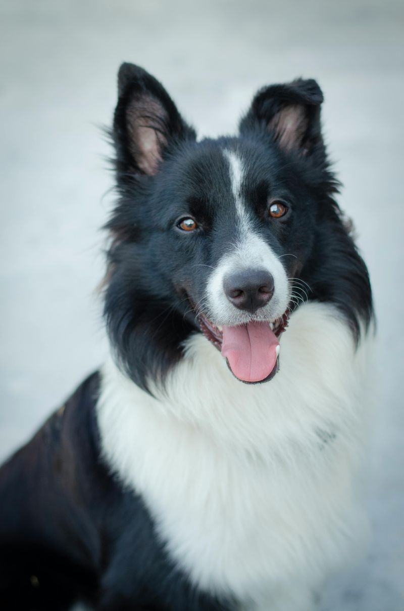 27 Dog Breeds That Show Loyalty Through Affection and Daily Companionship 5 Border Collie