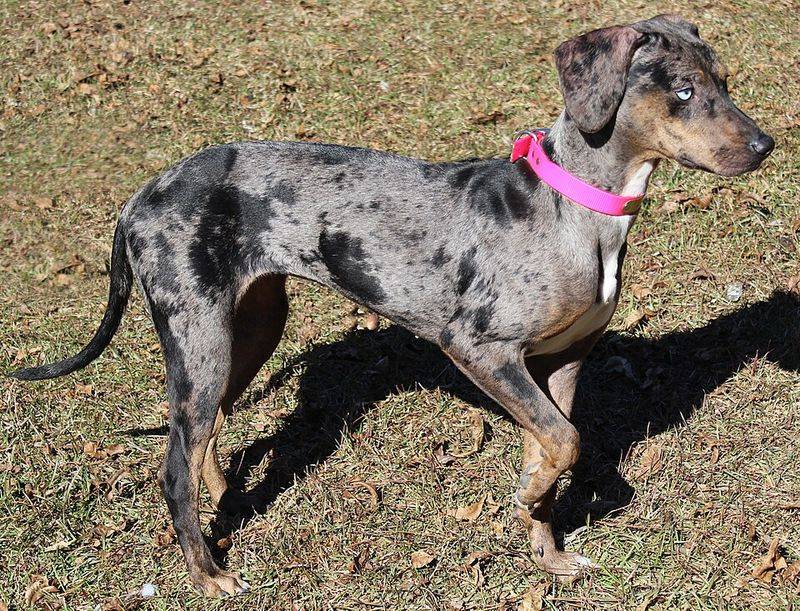 19 Rare Dog Breeds Known for Their Confident and Independent Nature 5 Catahoula Leopard Dog