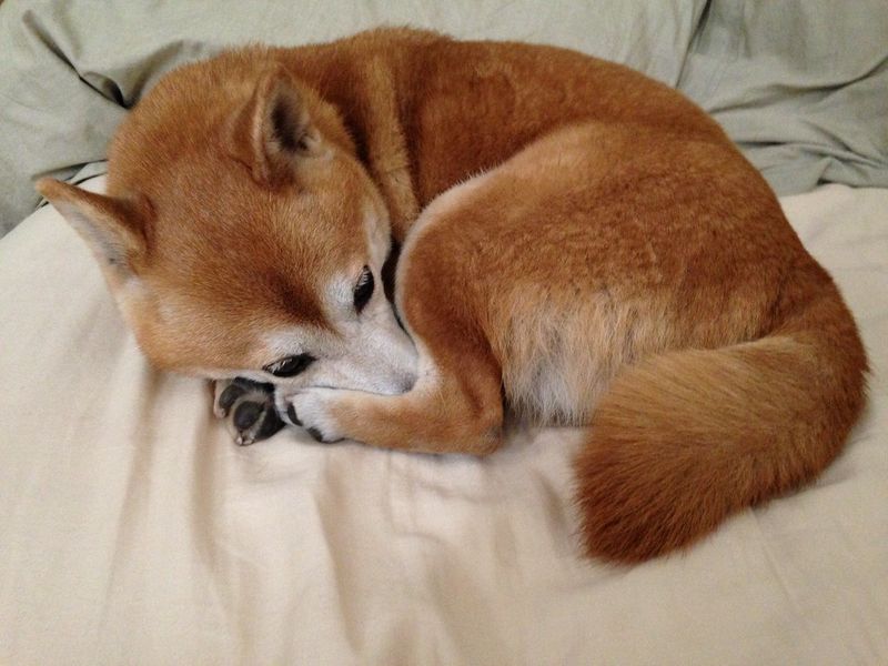 Shiba Inu