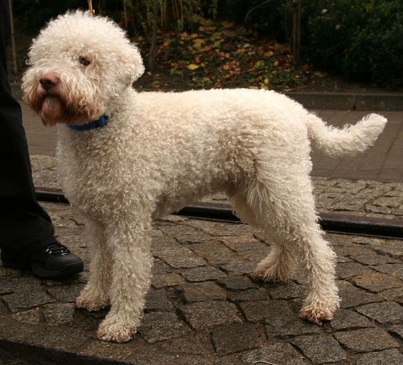 11 dogs that allergy-conscious owners frequently put at the top of their lists 8 Lagotto Romagnolo