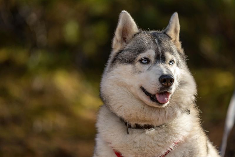 Siberian Husky