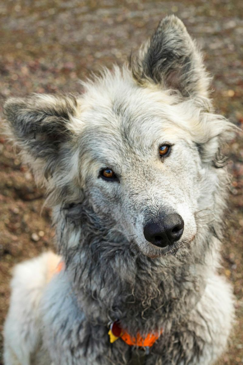 Maremma Sheepdog