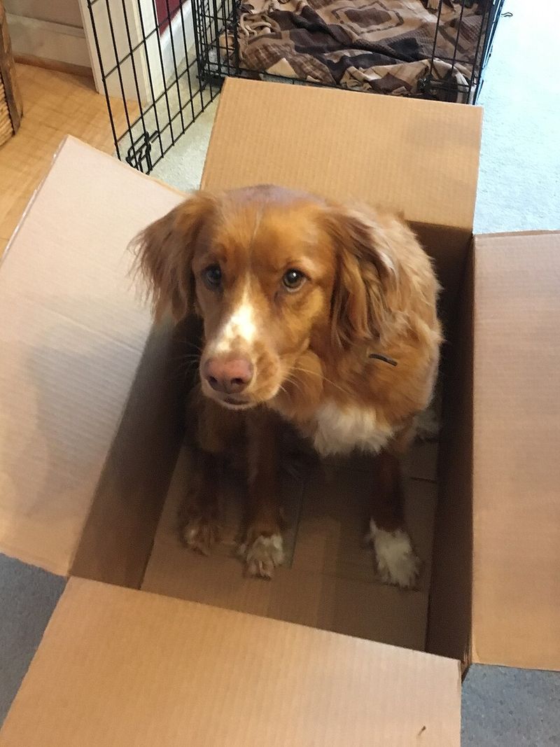 Nova Scotia Duck Tolling Retriever