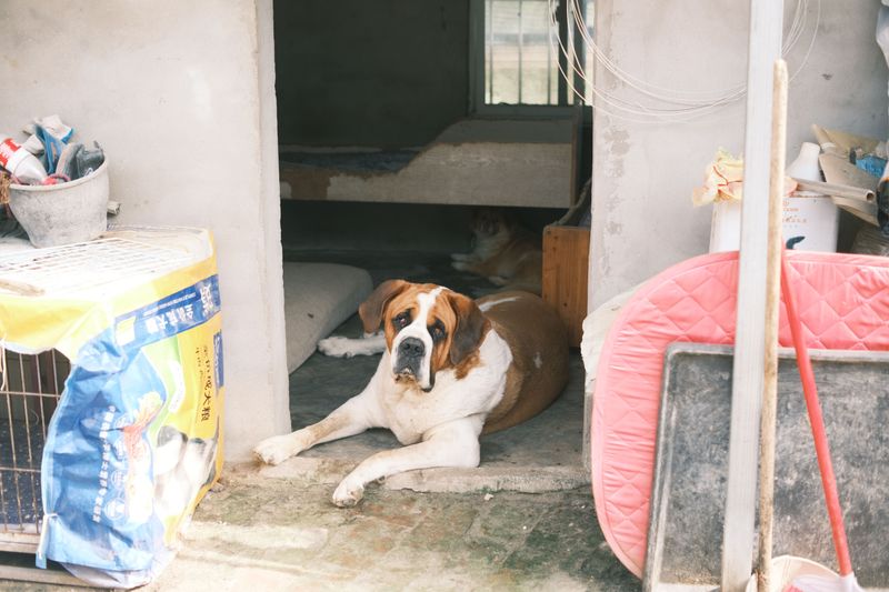 You're stressed, the house is chaotic - but these 11 dog breeds may still be completely unbothered 9 Saint Bernard: Mountain Rescuer at Rest