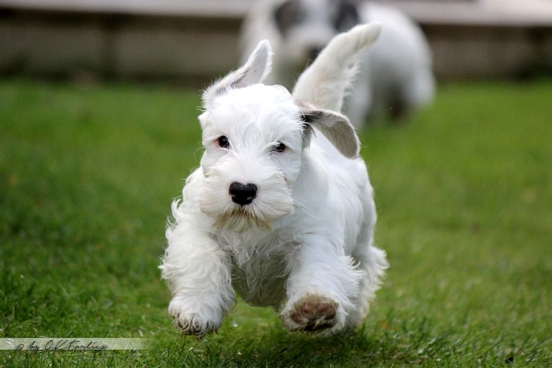 26 Dog Breeds Famous for Their Pure White Coats 15 Sealyham Terrier